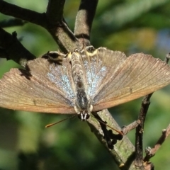 Jalmenus ictinus at Deakin, ACT - 2 Jan 2018 07:58 AM