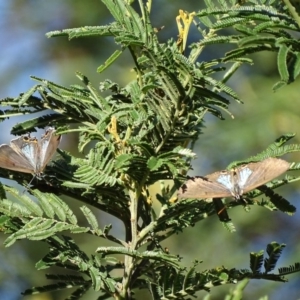 Jalmenus ictinus at Deakin, ACT - 2 Jan 2018