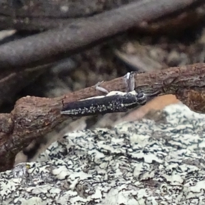 Rhinotia sp. (genus) at Garran, ACT - 3 Jan 2018 07:33 AM