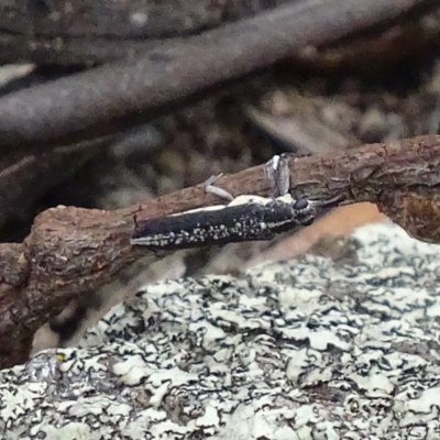 Rhinotia sp. (genus) (Unidentified Rhinotia weevil) at Red Hill Nature Reserve - 2 Jan 2018 by roymcd
