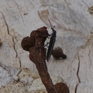 Rhinotia sp. (genus) at Garran, ACT - 3 Jan 2018 07:33 AM