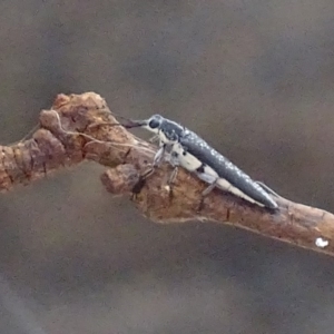 Rhinotia sp. (genus) at Garran, ACT - 3 Jan 2018 07:33 AM