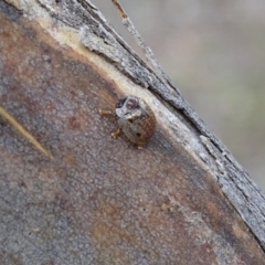 Paropsisterna m-fuscum (Eucalyptus Leaf Beetle) at Garran, ACT - 3 Jan 2018 by roymcd