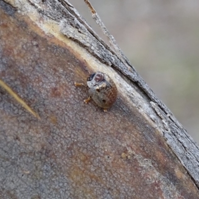 Paropsisterna m-fuscum (Eucalyptus Leaf Beetle) at Red Hill Nature Reserve - 2 Jan 2018 by roymcd