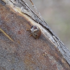 Paropsisterna m-fuscum (Eucalyptus Leaf Beetle) at Garran, ACT - 2 Jan 2018 by roymcd