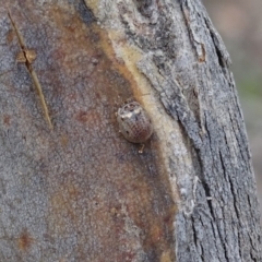 Paropsisterna m-fuscum at Garran, ACT - 3 Jan 2018 07:55 AM