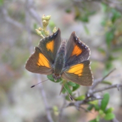 Paralucia aurifera (Bright Copper) at Namadgi National Park - 31 Dec 2017 by MatthewFrawley