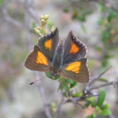 Paralucia aurifera (Bright Copper) at Namadgi National Park - 31 Dec 2017 by MatthewFrawley