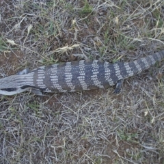 Tiliqua scincoides scincoides (Eastern Blue-tongue) at Symonston, ACT - 28 Feb 2004 by CallumBraeRuralProperty