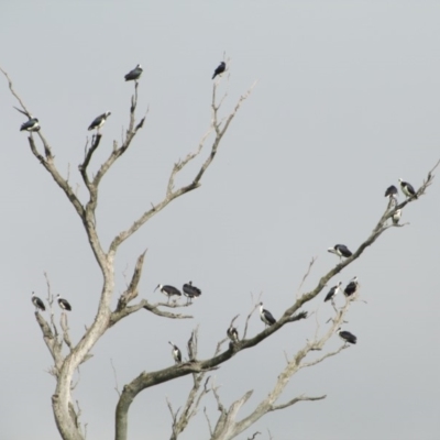 Threskiornis spinicollis (Straw-necked Ibis) at Symonston, ACT - 18 Apr 2014 by CallumBraeRuralProperty