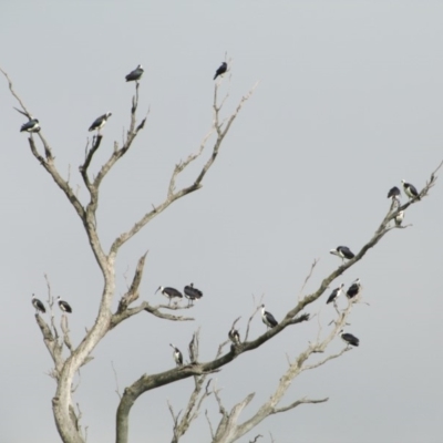 Threskiornis spinicollis (Straw-necked Ibis) at Symonston, ACT - 17 Apr 2014 by Callum Brae Rural Property