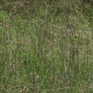 Rorippa laciniata at Gundaroo, NSW - 27 Dec 2017