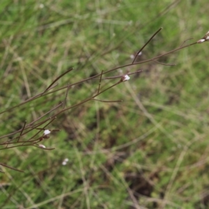 Rorippa laciniata at Gundaroo, NSW - 27 Dec 2017