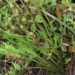 Rorippa laciniata at Gundaroo, NSW - 27 Dec 2017