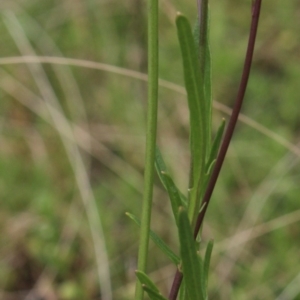 Rorippa laciniata at Gundaroo, NSW - 27 Dec 2017