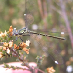 Griseargiolestes eboracus (Grey-chested Flatwing) at Booth, ACT - 31 Dec 2017 by MatthewFrawley