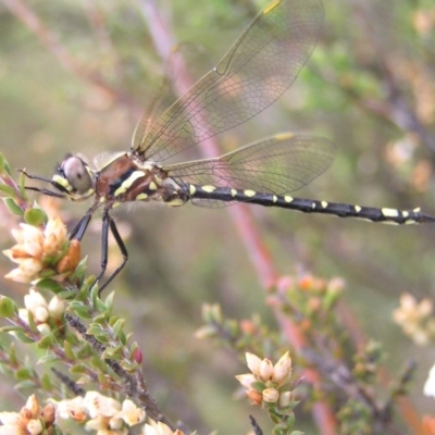 Synthemis eustalacta (Swamp Tigertail) at Booth, ACT - 31 Dec 2017 by MatthewFrawley
