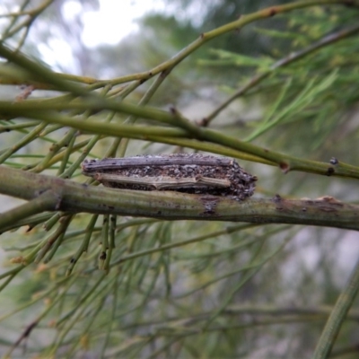 Psychidae (family) IMMATURE (Unidentified case moth or bagworm) at Belconnen, ACT - 2 Jan 2018 by CathB