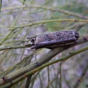 Psychidae (family) IMMATURE at Belconnen, ACT - 3 Jan 2018