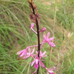 Dipodium punctatum (Blotched Hyacinth Orchid) at Booth, ACT - 31 Dec 2017 by MatthewFrawley
