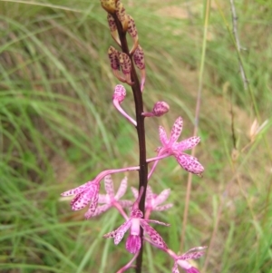 Dipodium punctatum at Booth, ACT - suppressed