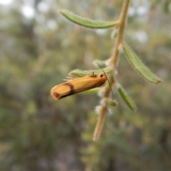 Plectobela undescribed species (A concealer moth) at Aranda Bushland - 2 Jan 2018 by CathB