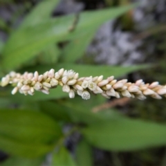 Persicaria lapathifolia (Pale Knotweed) at Cook, ACT - 3 Jan 2018 by CathB