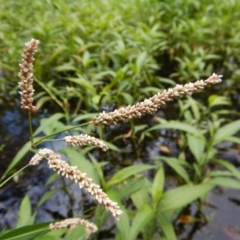 Persicaria lapathifolia at Cook, ACT - 3 Jan 2018 09:51 AM