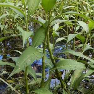 Persicaria lapathifolia at Cook, ACT - 3 Jan 2018 09:51 AM