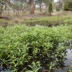 Persicaria lapathifolia at Cook, ACT - 3 Jan 2018 09:51 AM