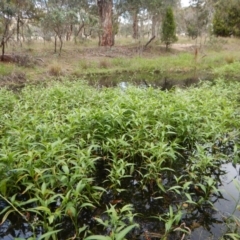 Persicaria lapathifolia at Cook, ACT - 3 Jan 2018