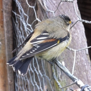 Pardalotus striatus at Symonston, ACT - 9 Apr 2014 12:00 AM