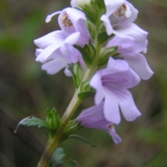 Euphrasia collina subsp. paludosa at Booth, ACT - 30 Dec 2017 by MatthewFrawley