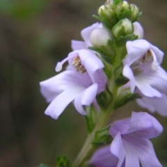 Euphrasia collina subsp. paludosa at Booth, ACT - 31 Dec 2017