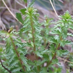 Euphrasia collina subsp. paludosa at Booth, ACT - 31 Dec 2017