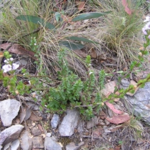 Euphrasia collina subsp. paludosa at Booth, ACT - 31 Dec 2017
