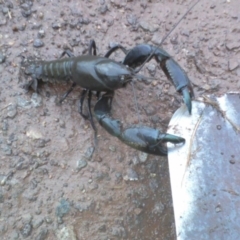 Cherax destructor (Common Yabby) at Symonston, ACT - 3 Dec 2010 by CallumBraeRuralProperty