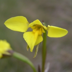 Diuris monticola at Booth, ACT - suppressed