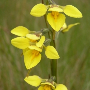 Diuris monticola at Booth, ACT - 31 Dec 2017