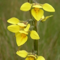 Diuris monticola at Booth, ACT - 31 Dec 2017