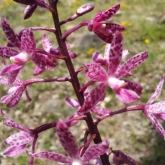 Dipodium punctatum (Blotched Hyacinth Orchid) at Pearce, ACT - 3 Jan 2018 by RosemaryRoth