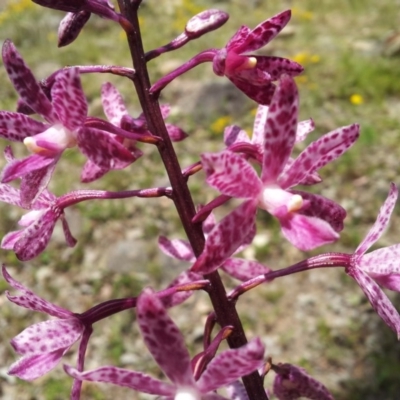 Dipodium punctatum (Blotched Hyacinth Orchid) at Pearce, ACT - 3 Jan 2018 by RosemaryRoth