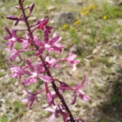 Dipodium punctatum at Pearce, ACT - 3 Jan 2018