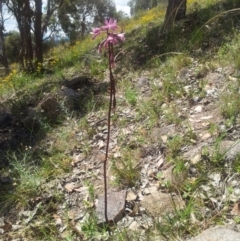 Dipodium punctatum at Pearce, ACT - suppressed