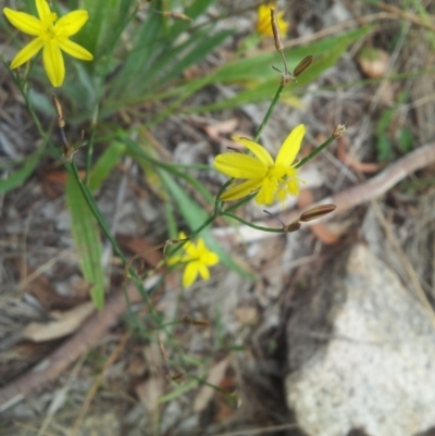 Tricoryne elatior (Yellow Rush Lily) at Kambah, ACT - 3 Jan 2018 by RosemaryRoth