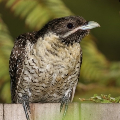 Eudynamys orientalis (Pacific Koel) at Merimbula, NSW - 2 Jan 2018 by Leo