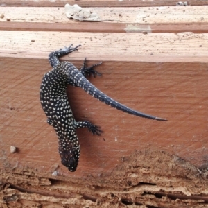 Egernia cunninghami at Symonston, ACT - 24 Sep 2016