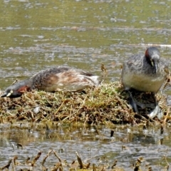 Tachybaptus novaehollandiae (Australasian Grebe) at Jerrabomberra Wetlands - 2 Jan 2018 by RodDeb