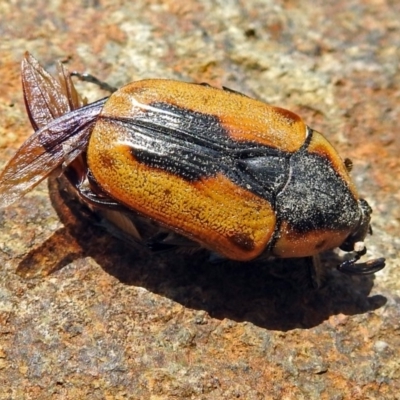 Chondropyga dorsalis (Cowboy beetle) at Jerrabomberra Wetlands - 3 Jan 2018 by RodDeb