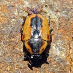 Chondropyga dorsalis at Fyshwick, ACT - 3 Jan 2018 11:36 AM